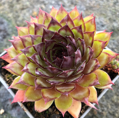Sempervivum Lioness