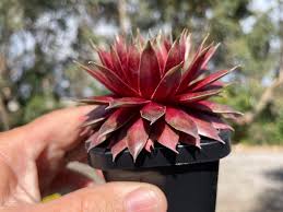 Sempervivum Marland Beauty Succulent 6cm