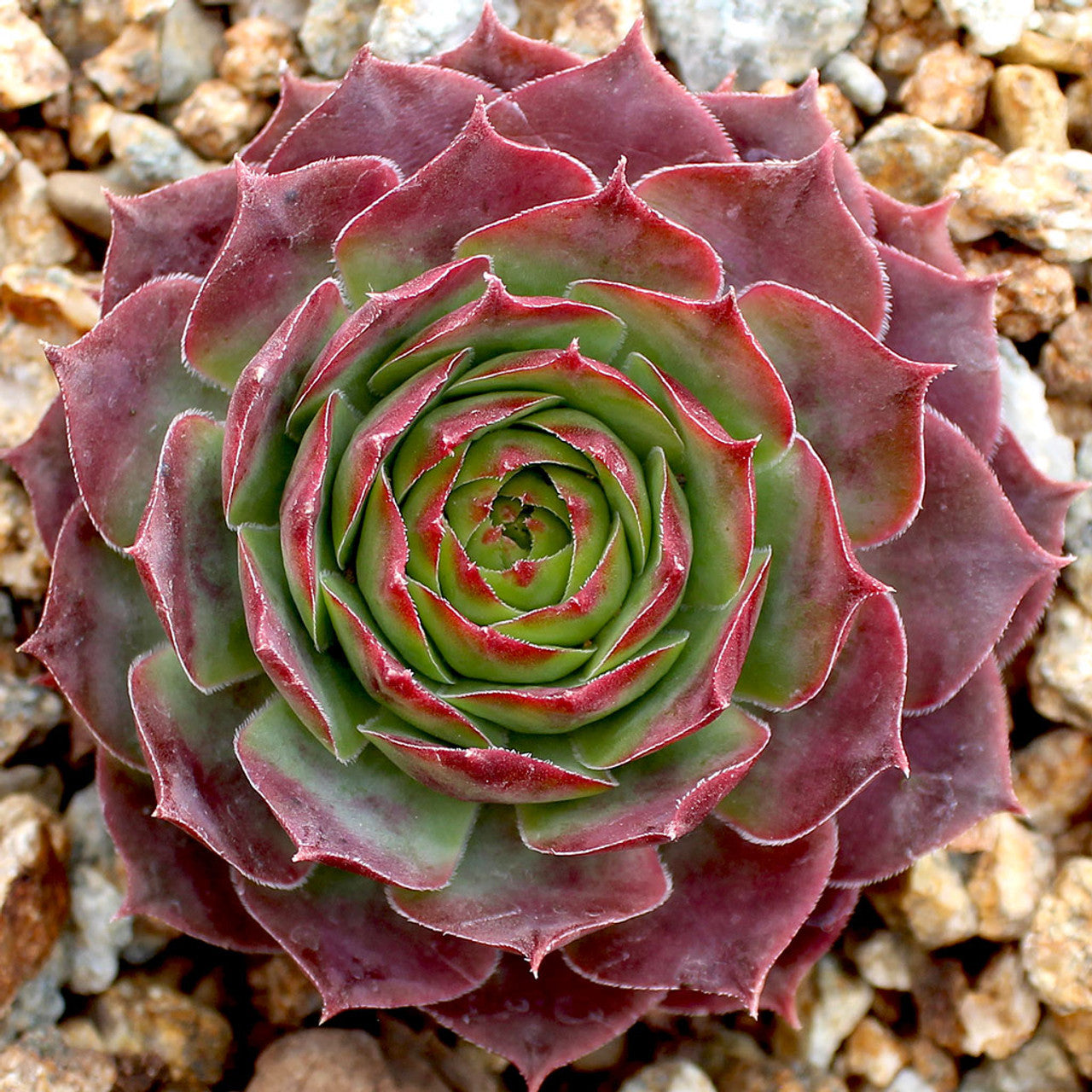 Sempervivum Maytime Crest Succulent 6cm