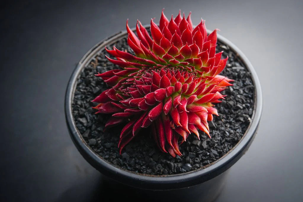Sempervivum Pacific Red Rose Succulent 6cm