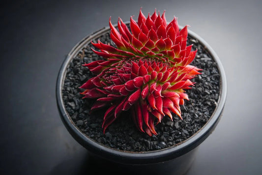 Sempervivum Pacific Red Rose Succulent 6cm