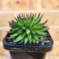 Sempervivum Pittoni Succulent