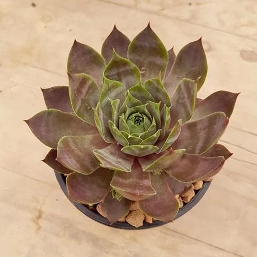 Sempervivum Purple Haze Succulent 6cm