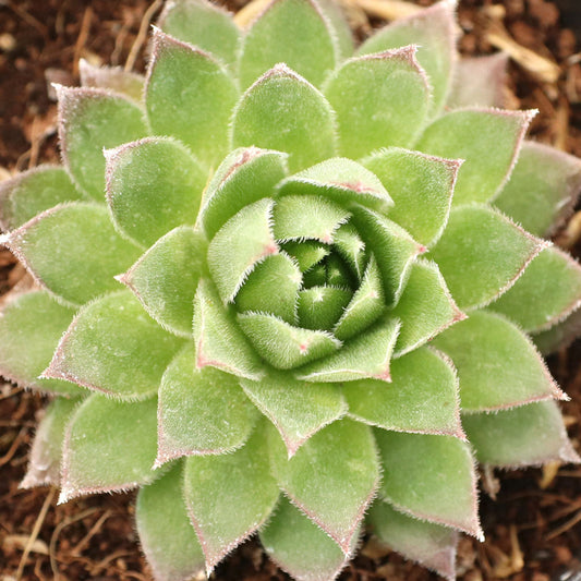 Sempervivum Tectorum Hart Succulent 6cm