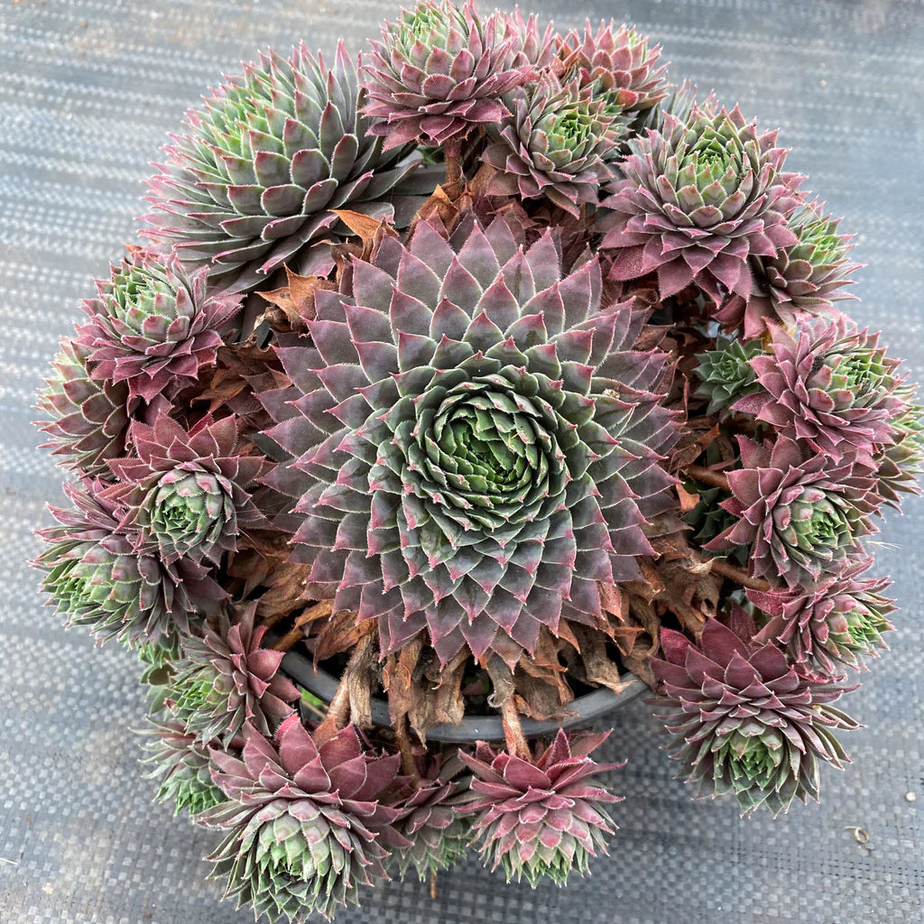 Sempervivum centennial Succulent 6cm