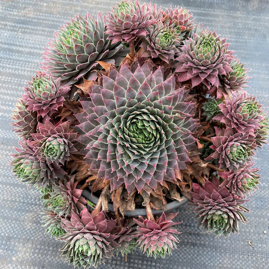 Sempervivum centennial Succulent 6cm