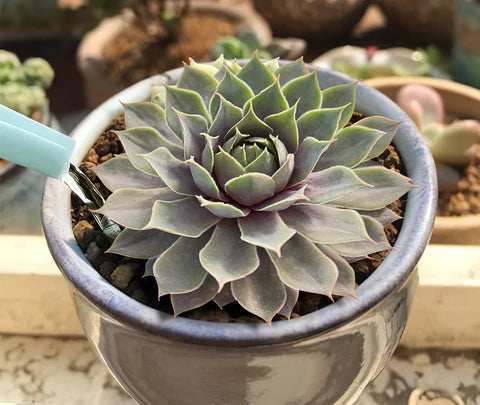Sempervivum grey lady Succulent 6cm