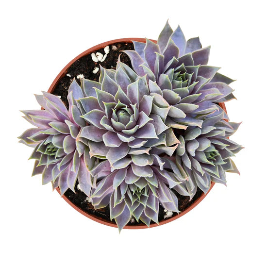 Sempervivum hairy grey Succulent 6cm