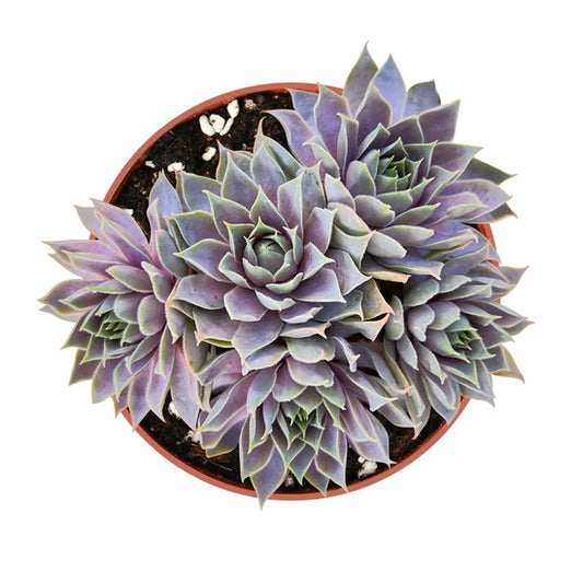 Sempervivum hairy grey Succulent 6cm