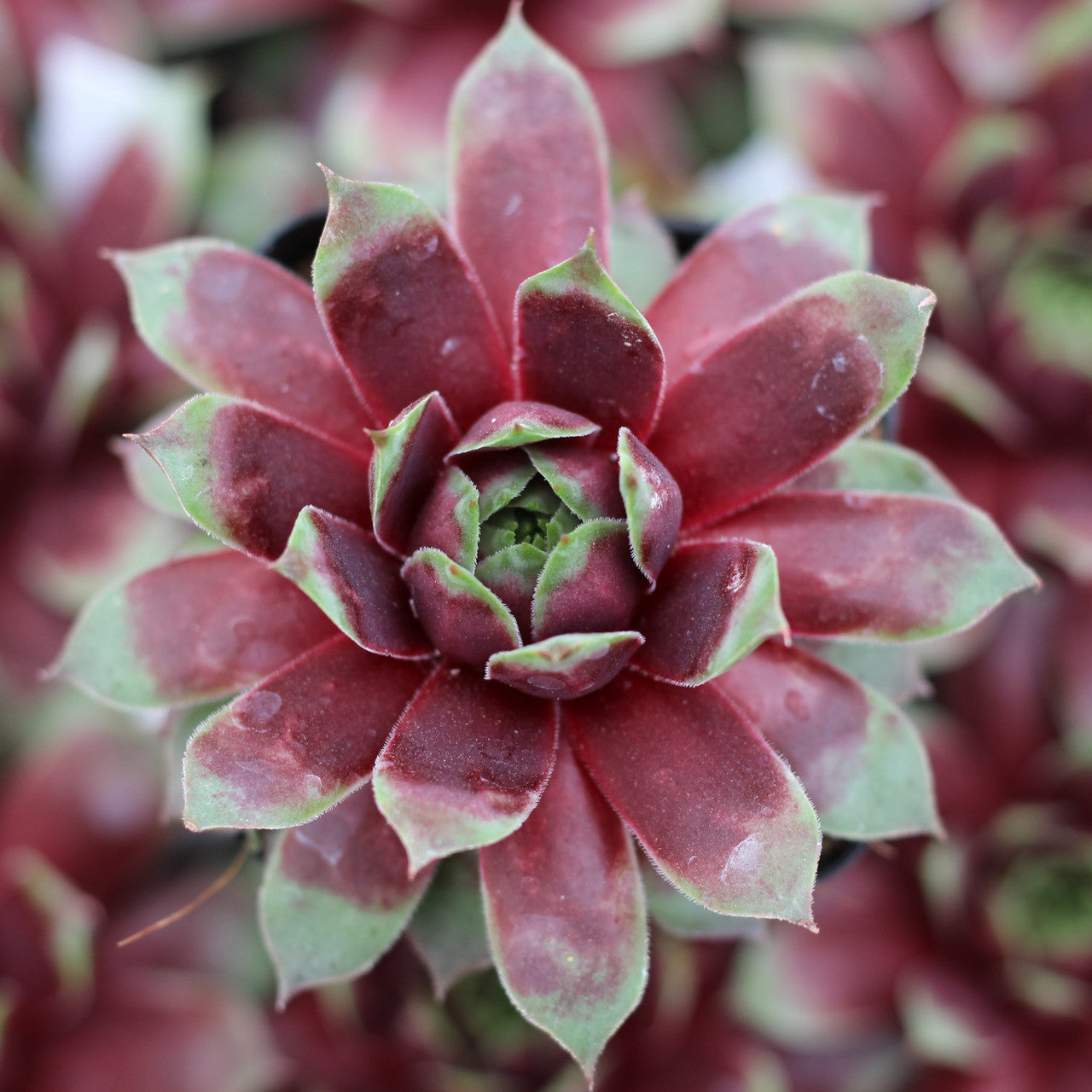 Sempervivum Jungle Succulent