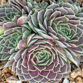 Sempervivum Purple Velvet Succulent