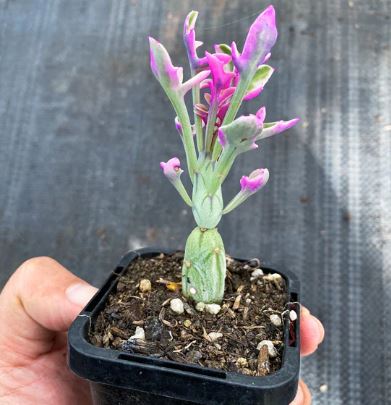Senecio Articulatus (Candle Plant) Succulent