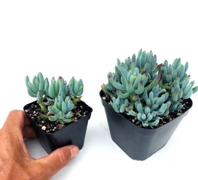 Senecio Chalk Sticks Dwarf Succulent