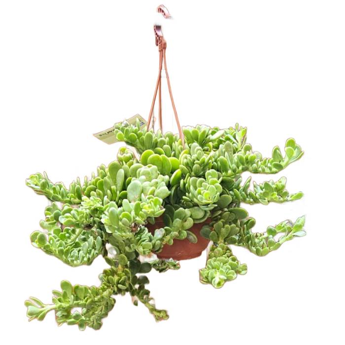 Senecio Jacobsenii Succulent 20cm Hanging Basket