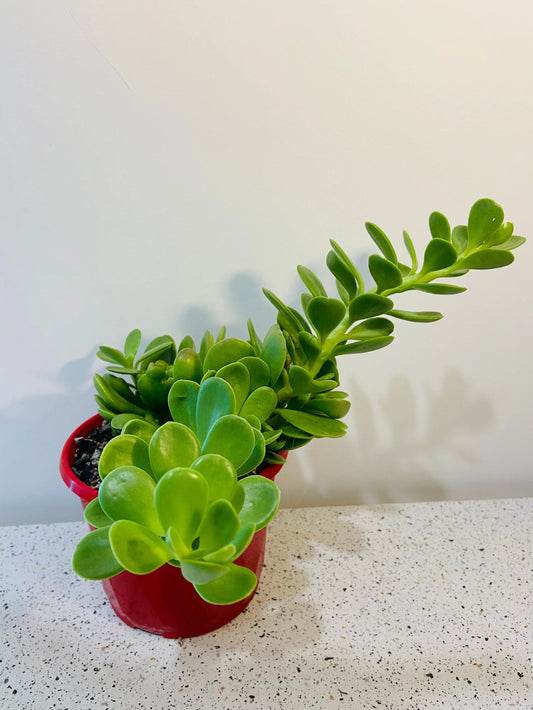 Senecio Jacobsenii Succulent 10cm Pot
