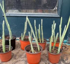 Senecio Kleinia Step-pickle plant Succulent