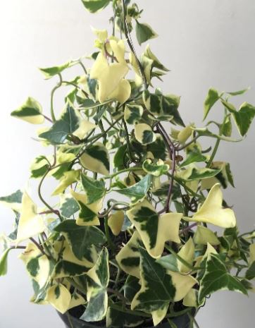 Senecio Macroglossis Wax Ivy Succulent 14cm