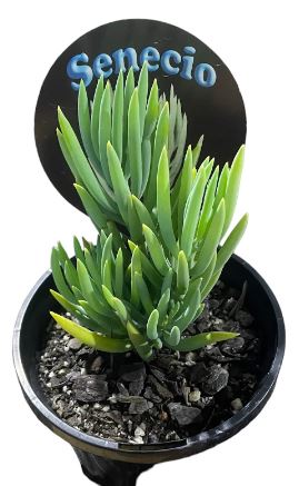 Senecio Nolas Pride Succulent