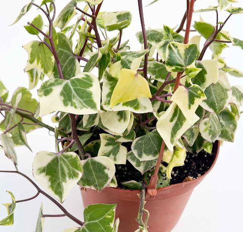 Senecio Macroglossis Wax Ivy Succulent Hanging Basket - 30cm