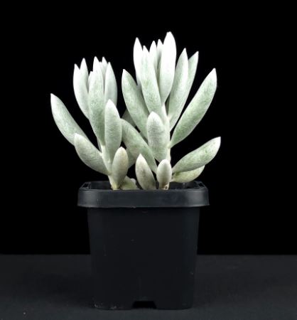 Senecio the Cocoon Plant