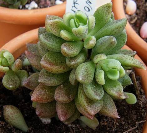 Sinocrassula Densirosulata Succulent
