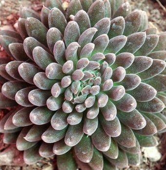 Sinocrassula Hedgehog Succulent