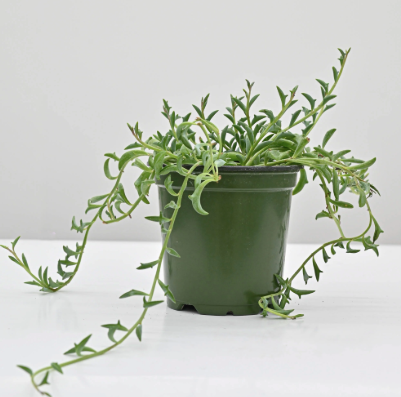 String Of Dolphins Succulent