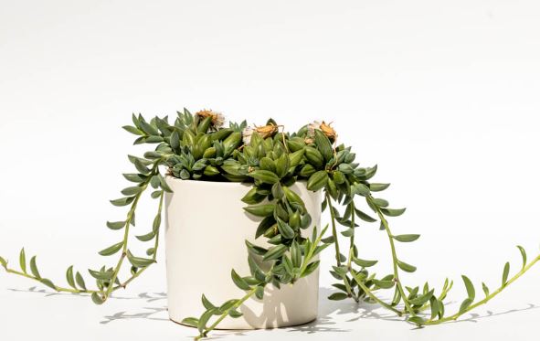 String of Bananas Succulent