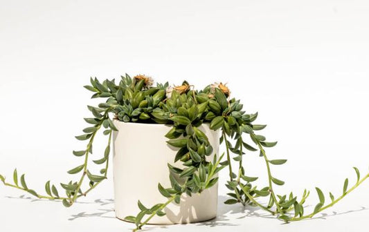 String of Bananas Succulent