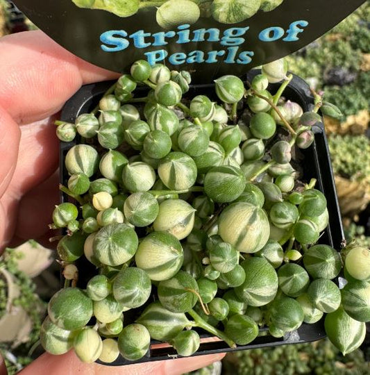 String of Pearls Succulent