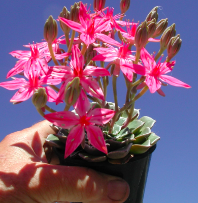 Tacitus Bella Succulent