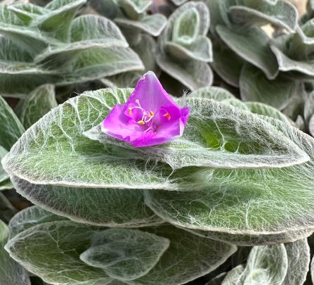 Tradescantia Sillamontan Succulent