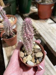 Variegated Corn Cob Cactus (Euphorbia mammillaris variegata) Succulent