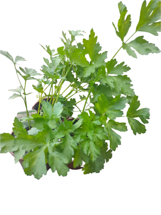 Parsley Plant Outdoor Plants