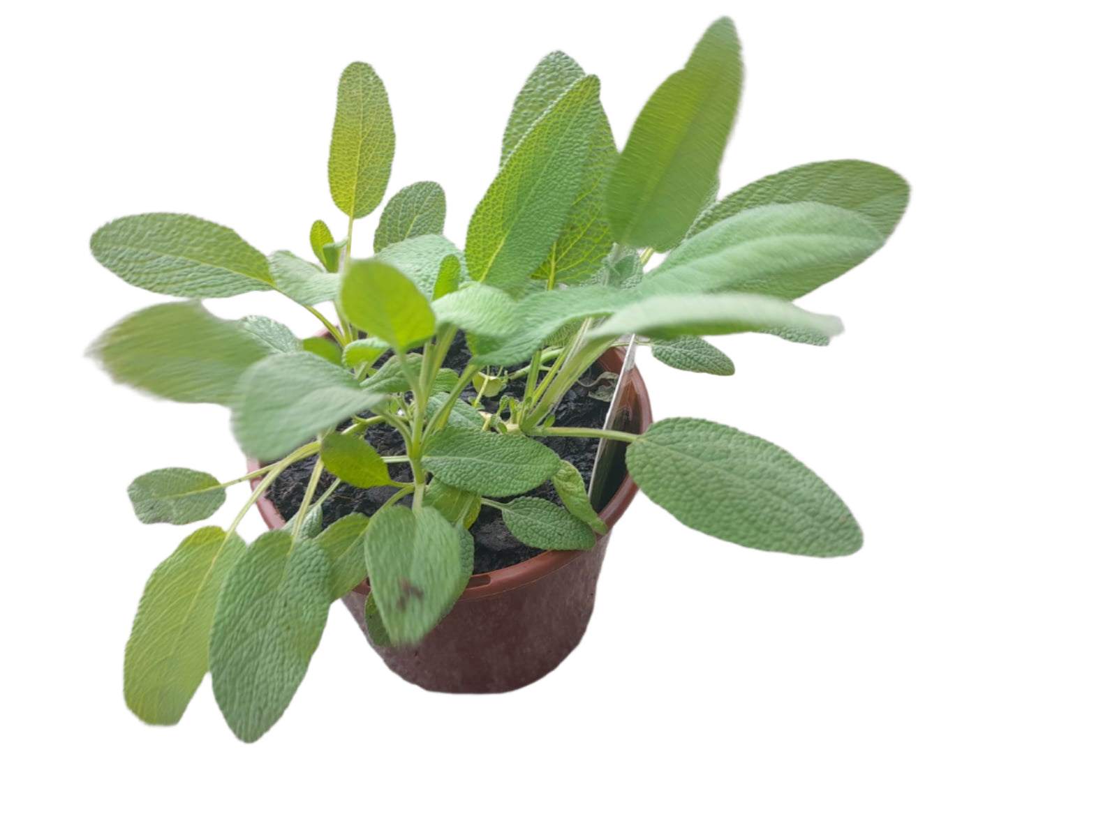 Sage Plant Outdoor Plants