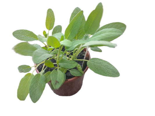Sage Plant Outdoor Plants