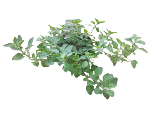 Oregano Plant Outdoor Plants