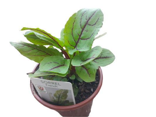 Sorrel French Plant Outdoor Plants