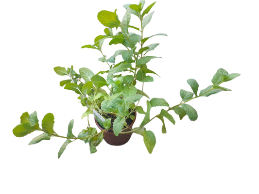 Mint Plant Outdoor Plants