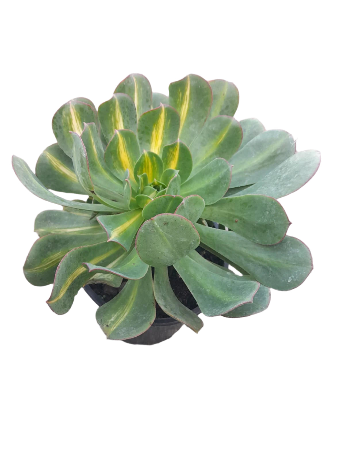 Aeonium Starburst Plant Outdoor Plants