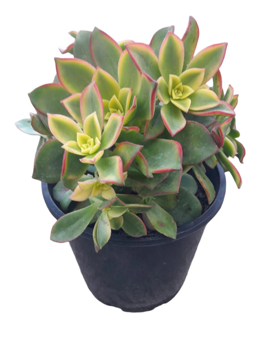 Aeonium 'Tricolour' Plant Outdoor Plants