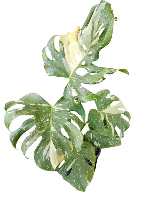Monstera ‘Thai Constellation’ Indoor Plants