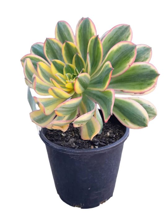 AEONIUM Sunburst Plant Outdoor Plants