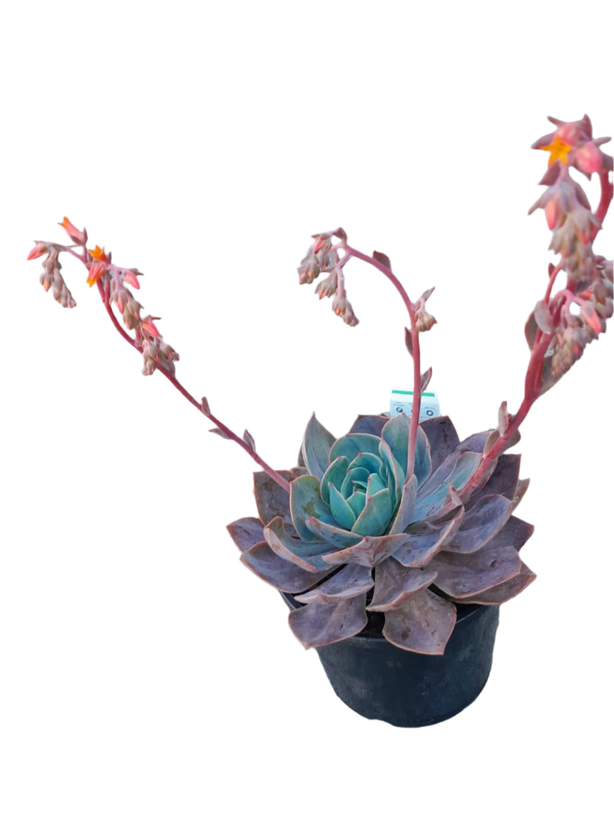 Echeveria Imbricata Hybrid Outdoor Plants