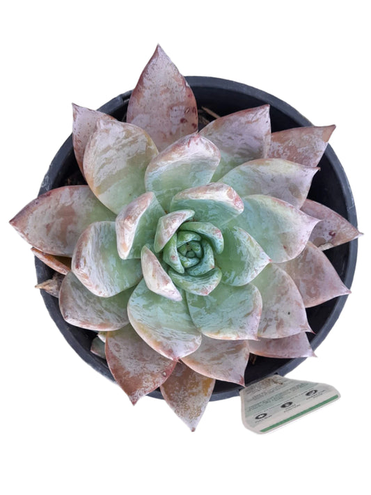 Echeveria colorata 'Mexican Giant' Outdoor Plants