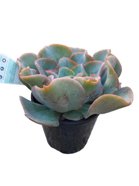 Echeveria 'Brilliant' Succulent Plant Outdoor Plants