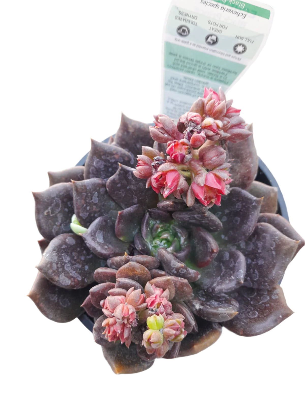 Echeveria 'Black Prince' Plant Outdoor Plants
