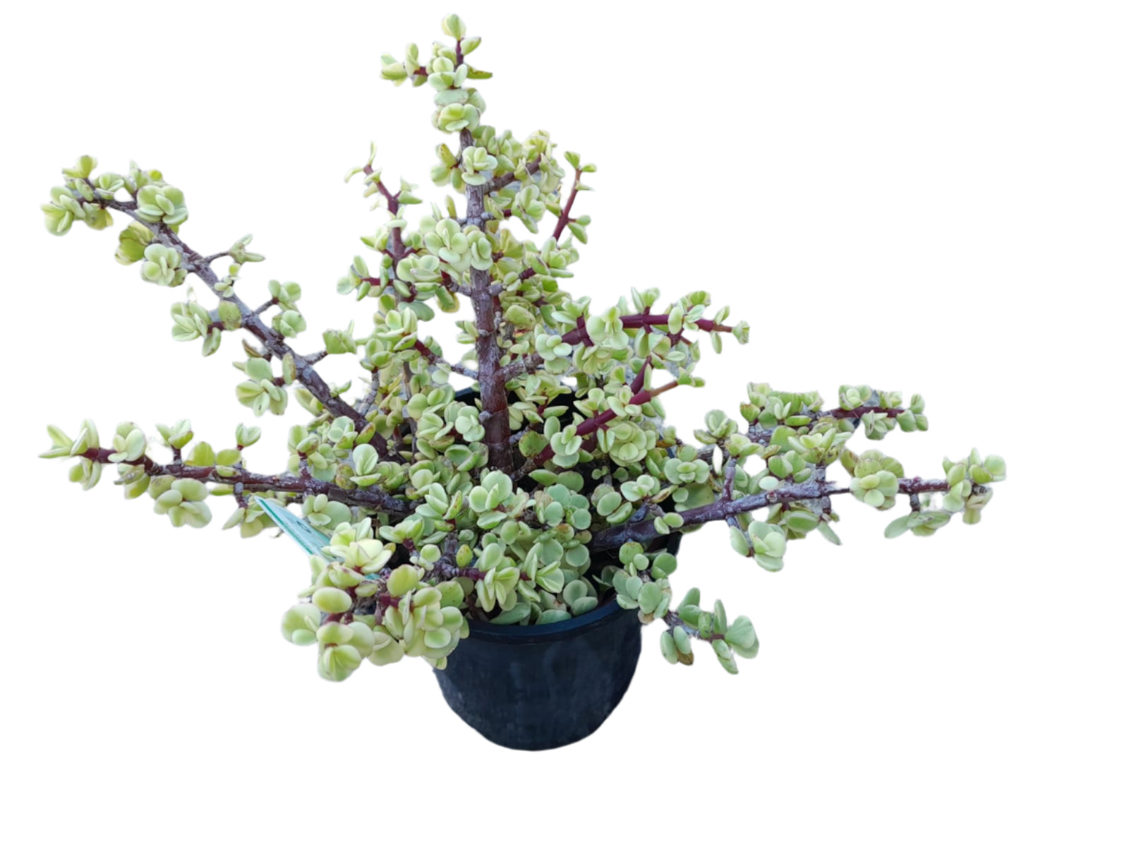 Portulacaria afra 'Variegata Succulent Outdoor Plants