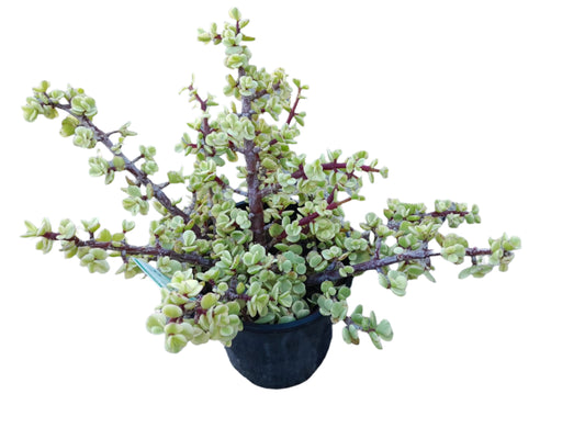 Portulacaria afra 'Variegata Succulent Outdoor Plants