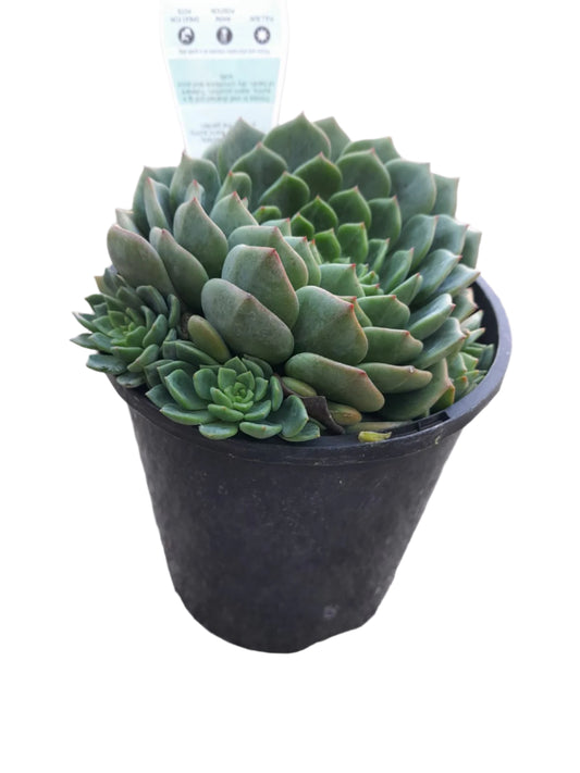 Echeveria Jade Point Plant Outdoor Plants